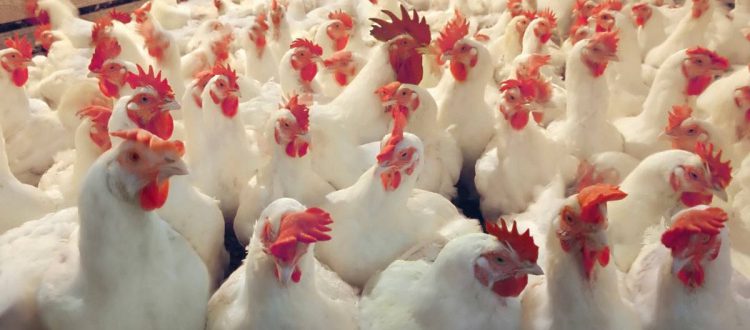 Обложка записи